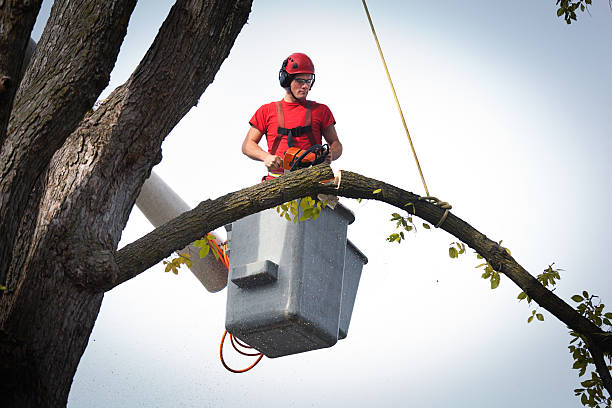 Reliable Hempstead, TX Tree Removal Solutions