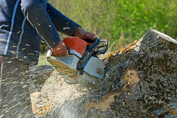 How Our Tree Care Process Works  in  Hempstead, TX